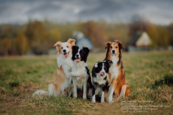 Dog Daycare Portland
