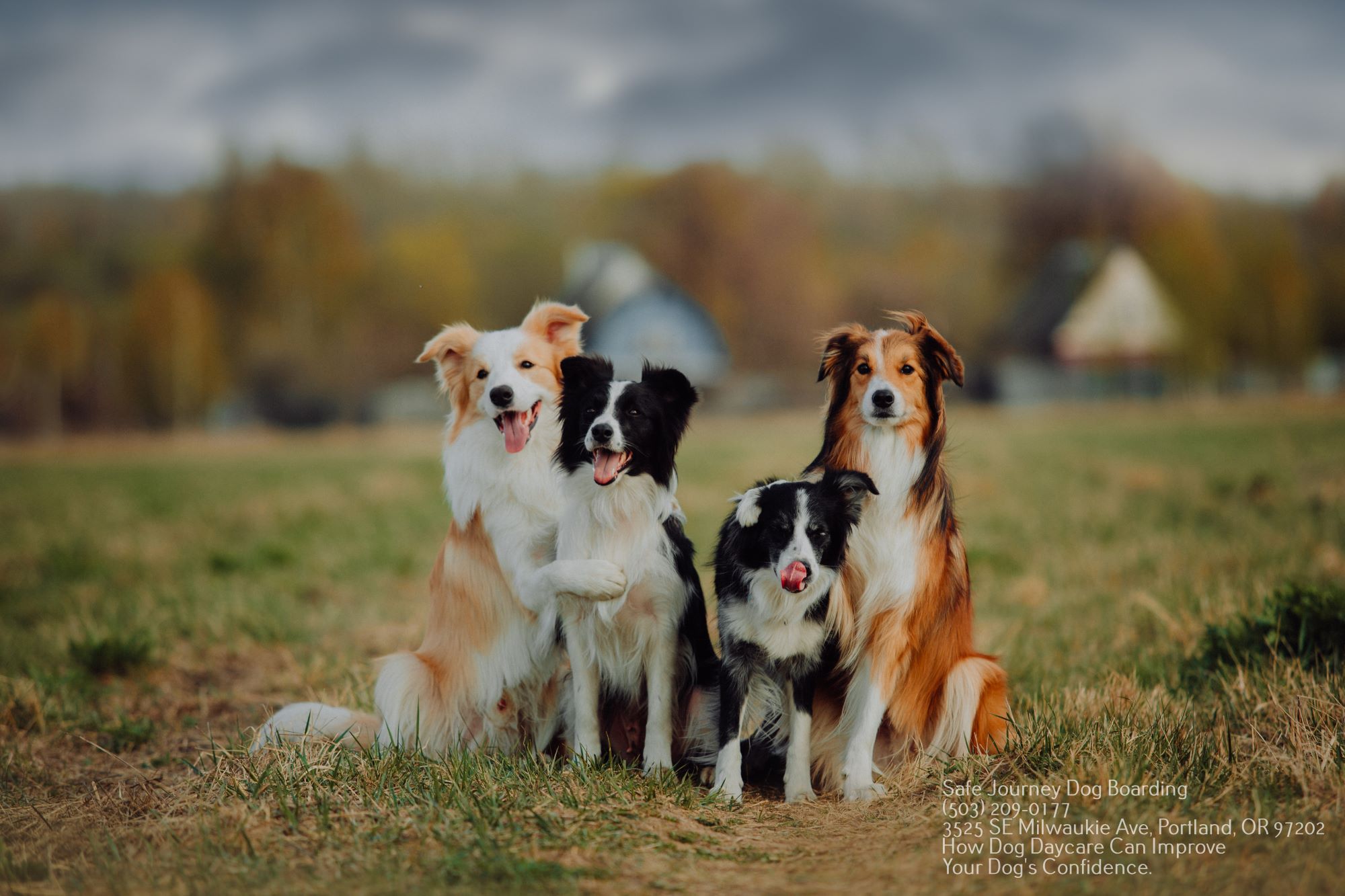 Dog Daycare Portland