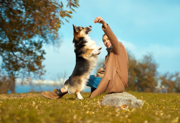Dog Daycare In Portland Or