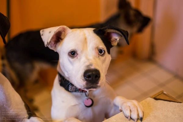 Dog Daycare In Portland
