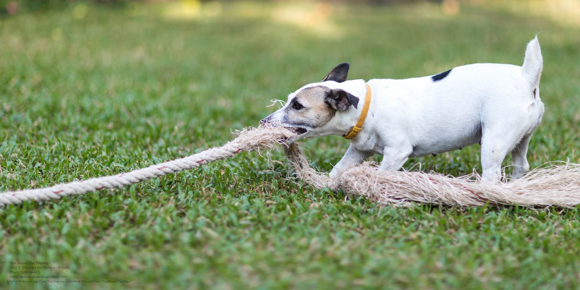 Dog Daycare Near Me Portland