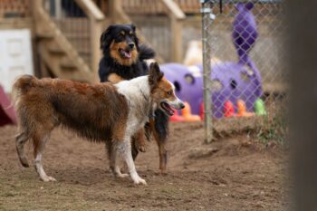 Dog Daycare Portland