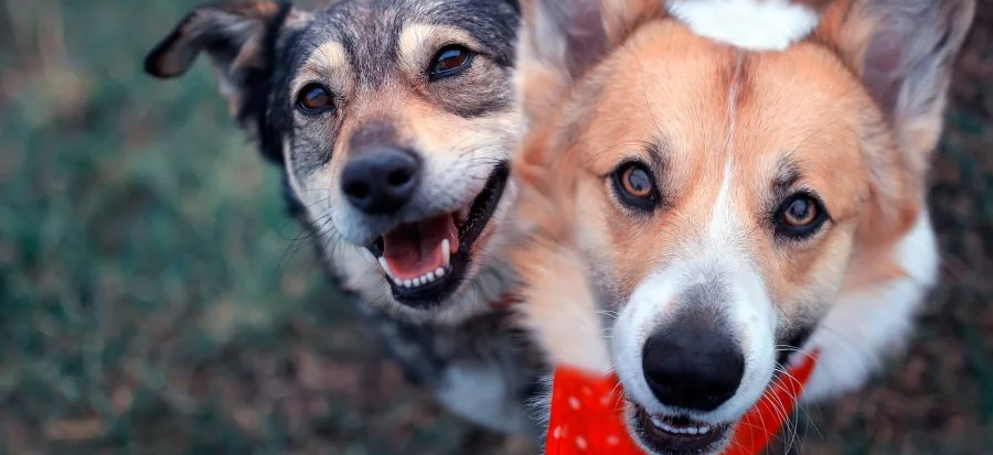 Dog Daycare Schedule Tour