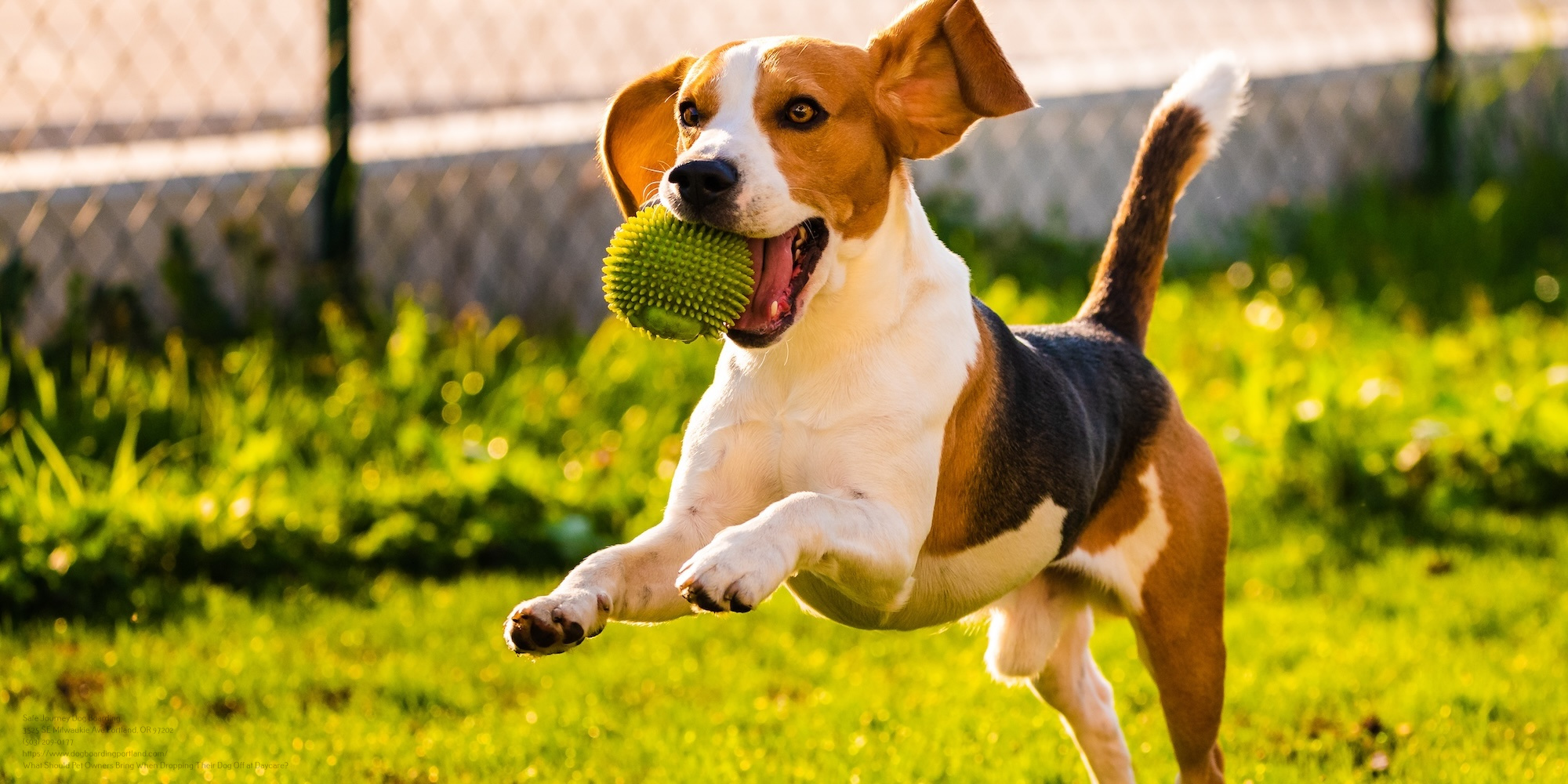Dog Daycare Near Me Portland