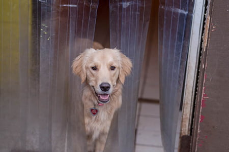Doggie Daycare Portland Img12