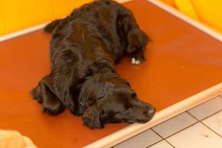 Overnight Dog Boarding Gresham Img14