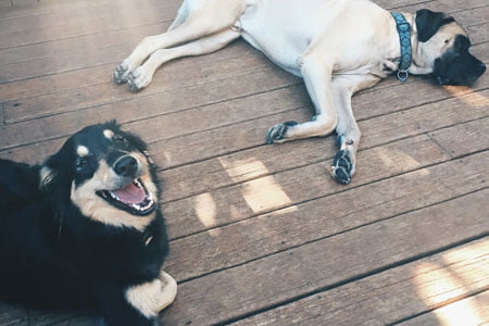 Dog Sitting Rates Gresham OR Img9